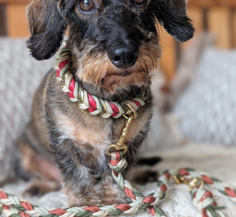 Dog leashed dog collars